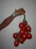 DOLJ Seminte legume profesionale